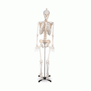 Esqueleto-humano-28-3B-Scientific